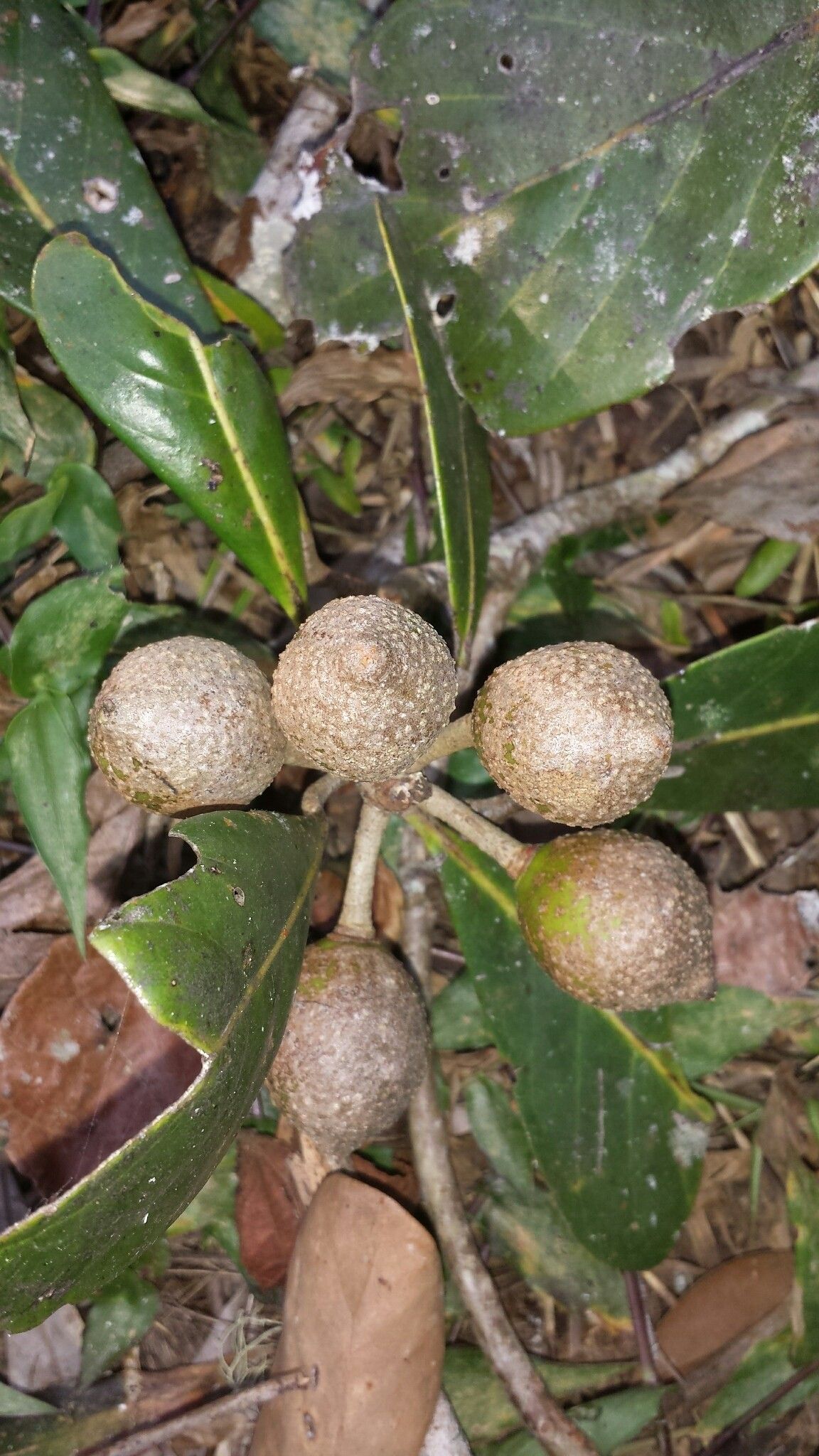 Uapaca louvelii fruit