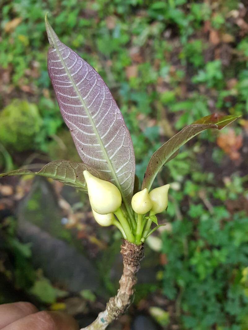 Amphitecna sessilifolia flower