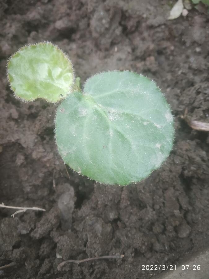 Bergenia pacumbis — search result for 'Bergenia'