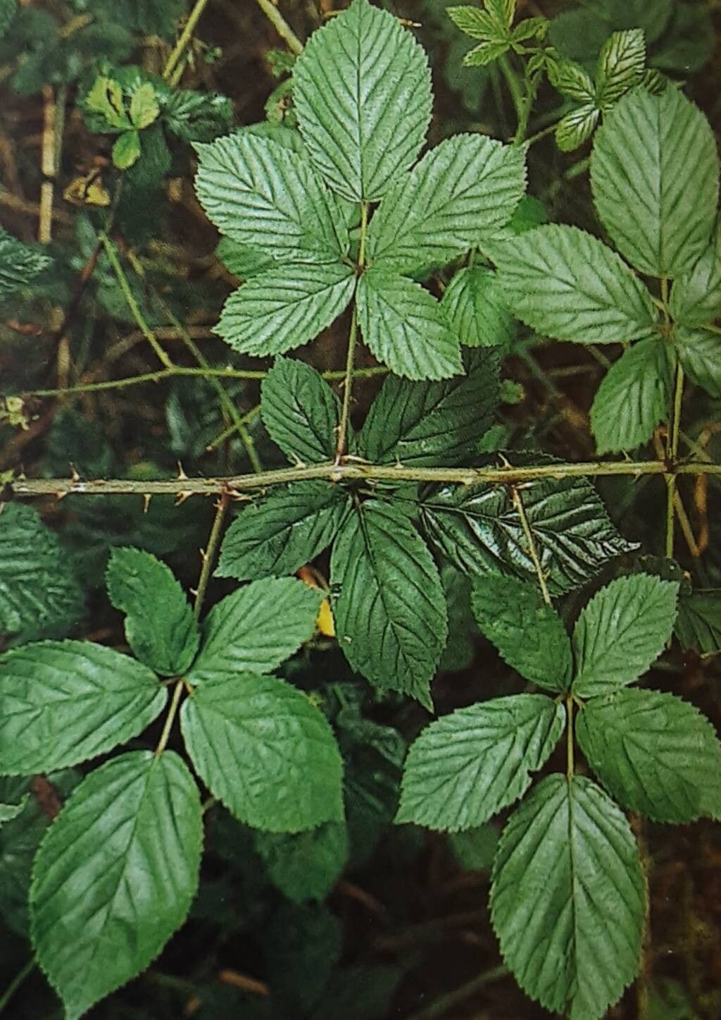 Rubus arrheniiformis — houseplant care guide