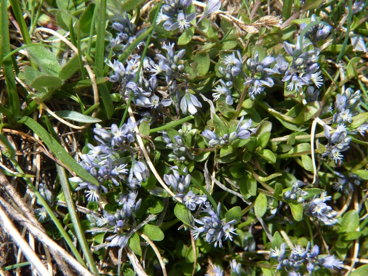 Polygala alpina flower