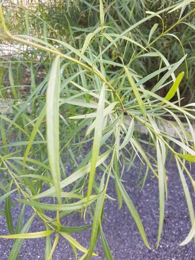 Freylinia lanceolata leaf