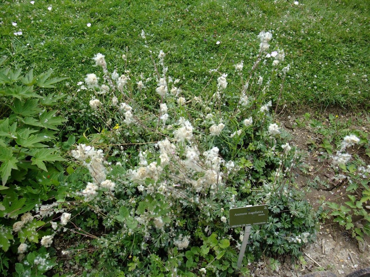 Anemone multifida habit