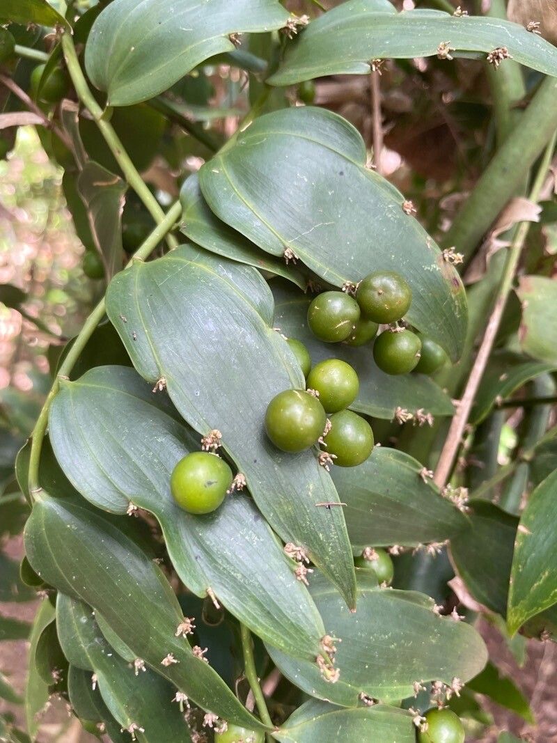 Semele androgyna fruit