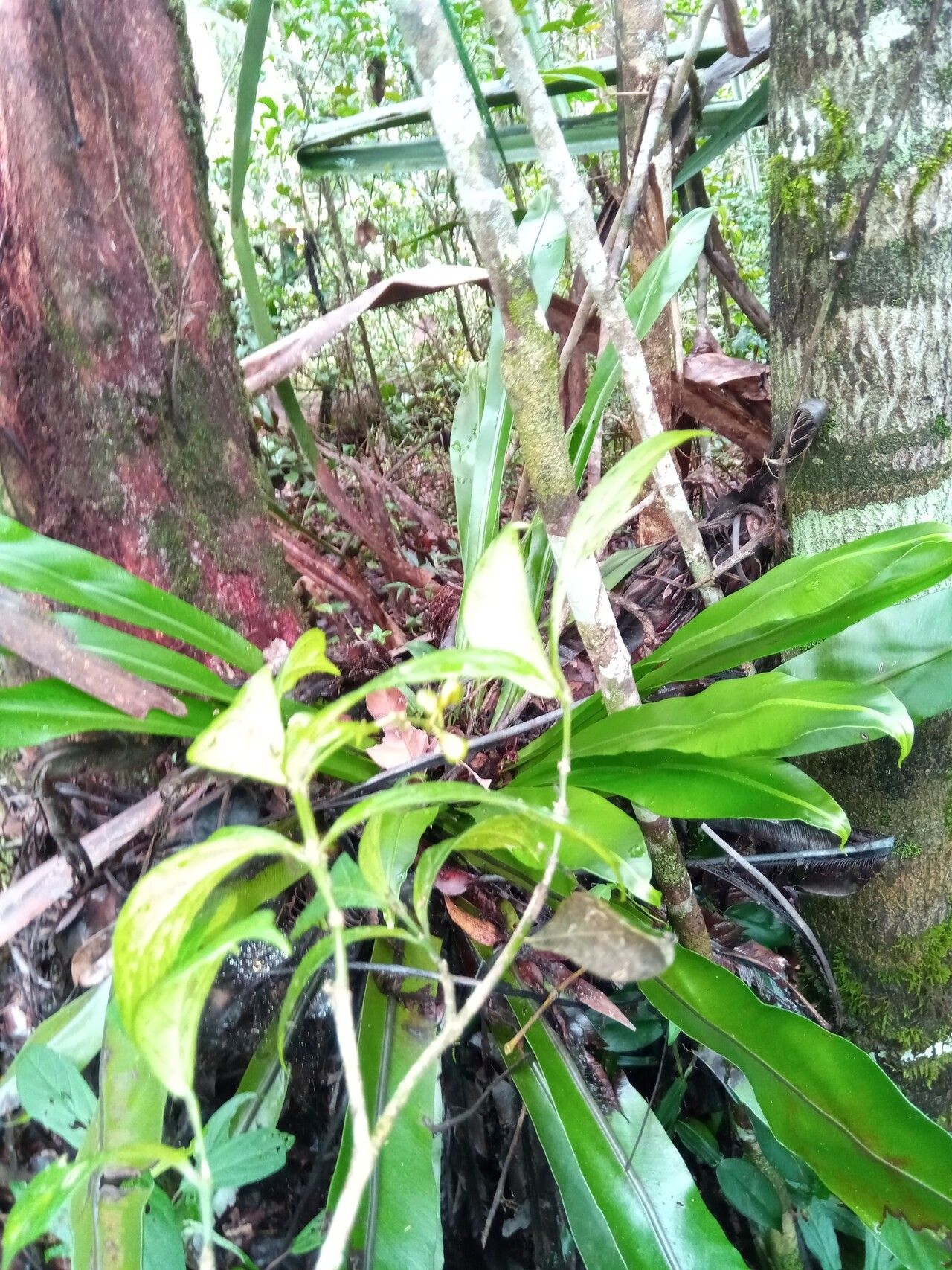 Rinorea bullata habit