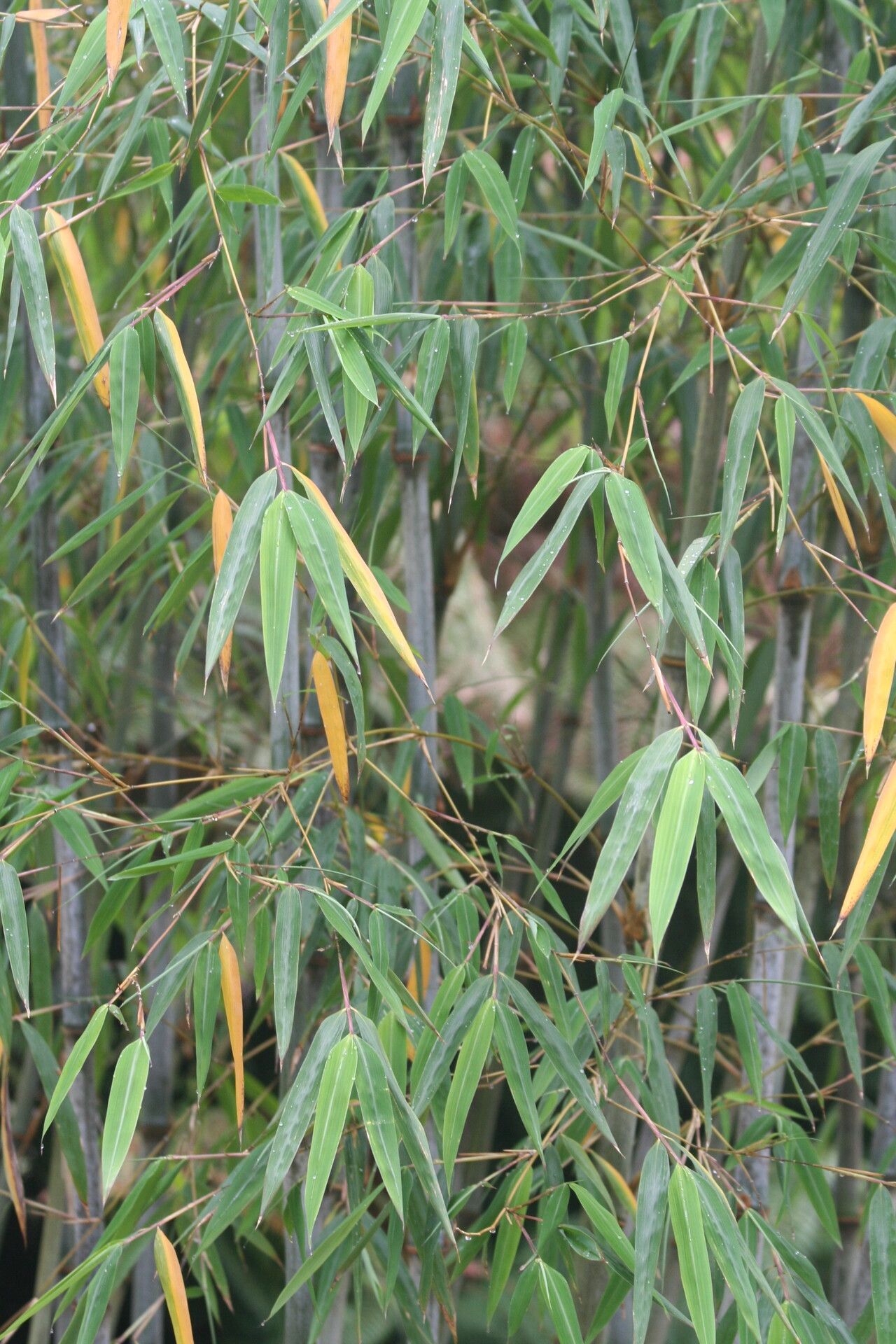 Borinda papyrifera — related species from the same genus