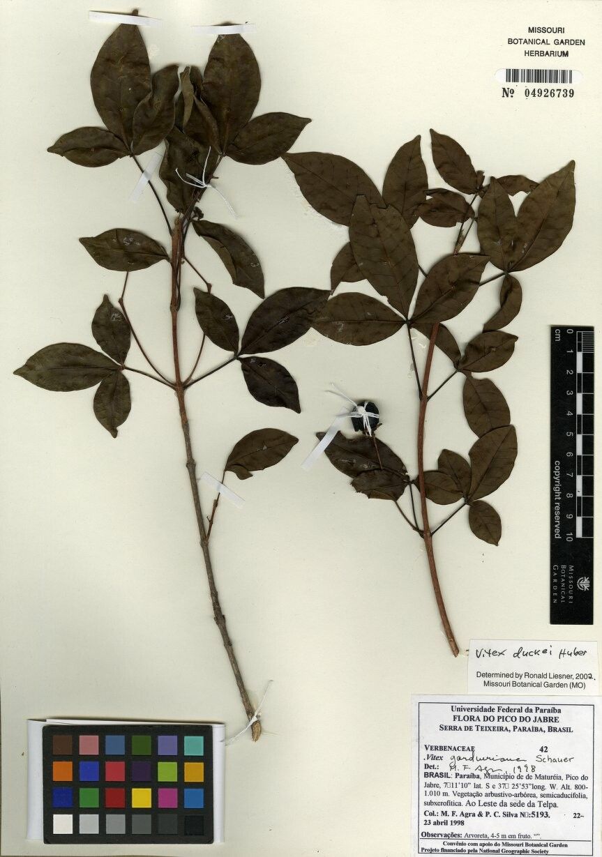 Vitex duckei — search result for 'Vitex'