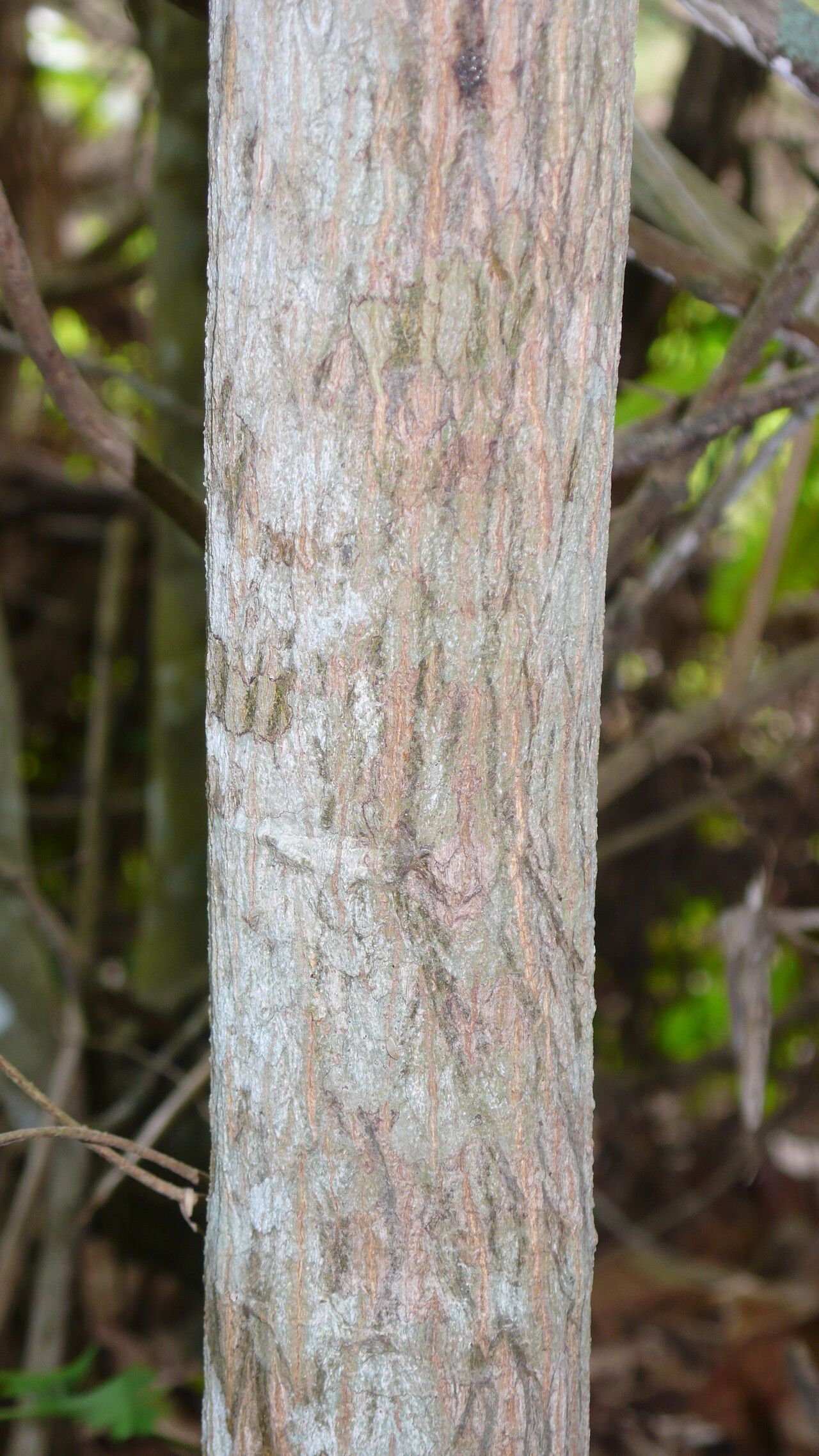 Poecilanthe ulei bark