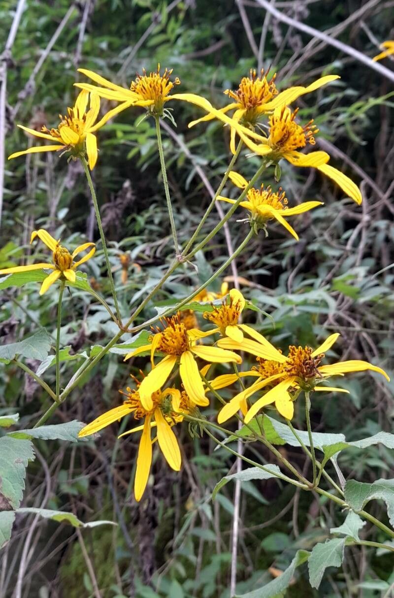 Bidens reptans flower
