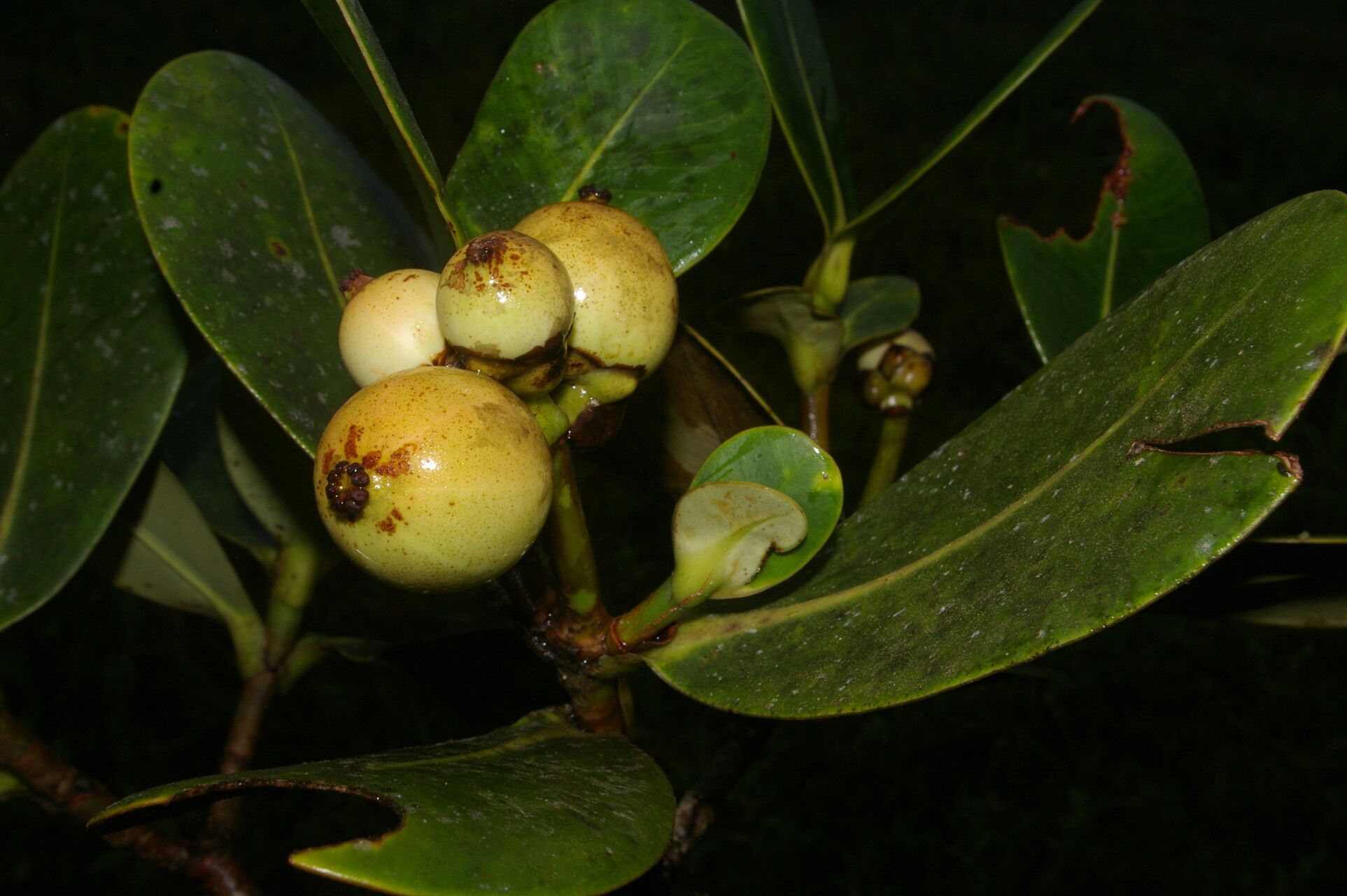 Clusia multiflora fruit