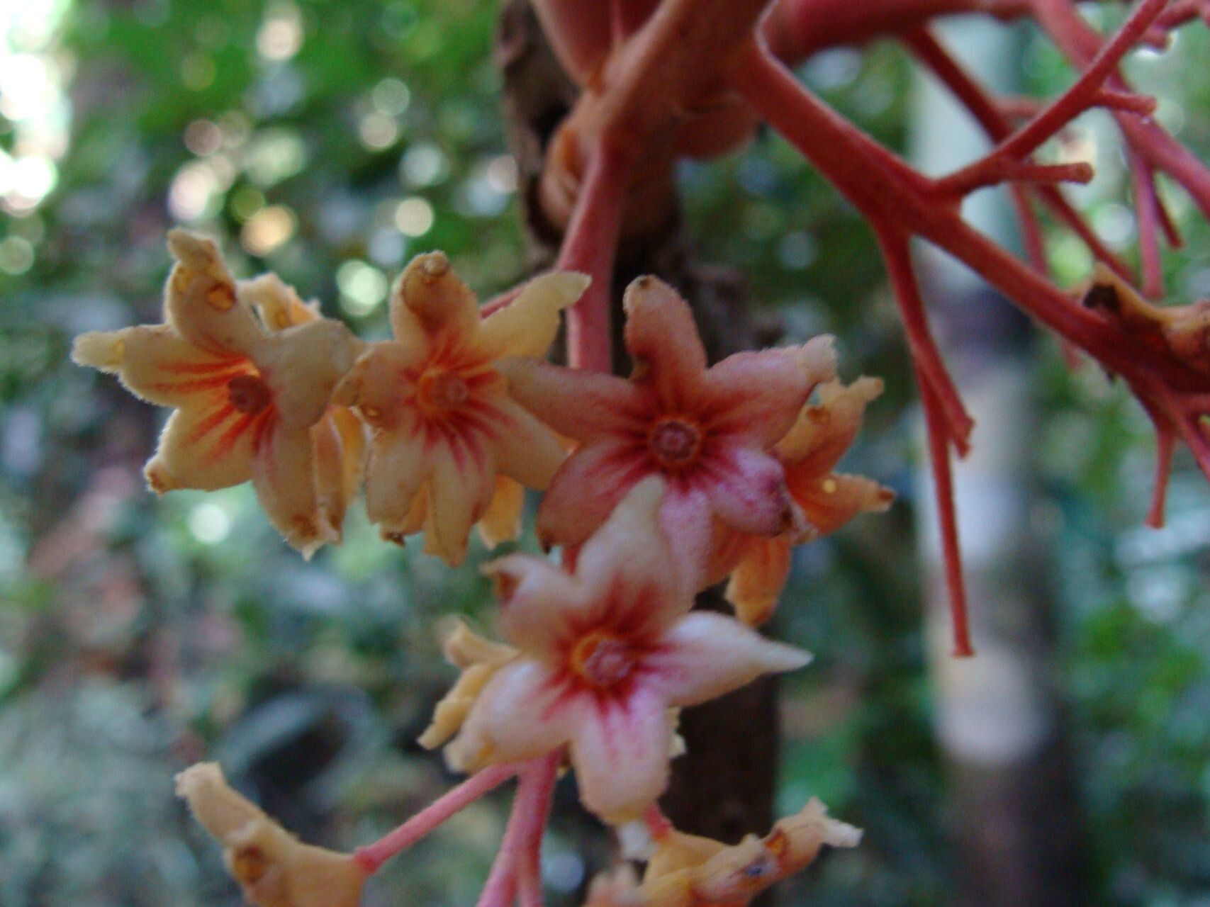 Acropogon domatifer flower