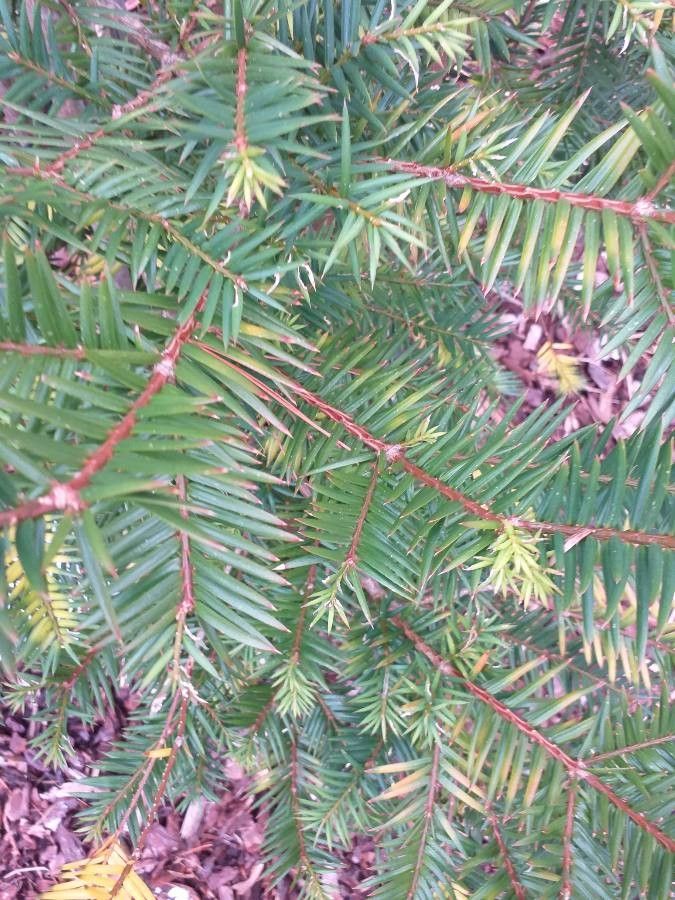 Torreya taxifolia — search result for 'Taxaceae'