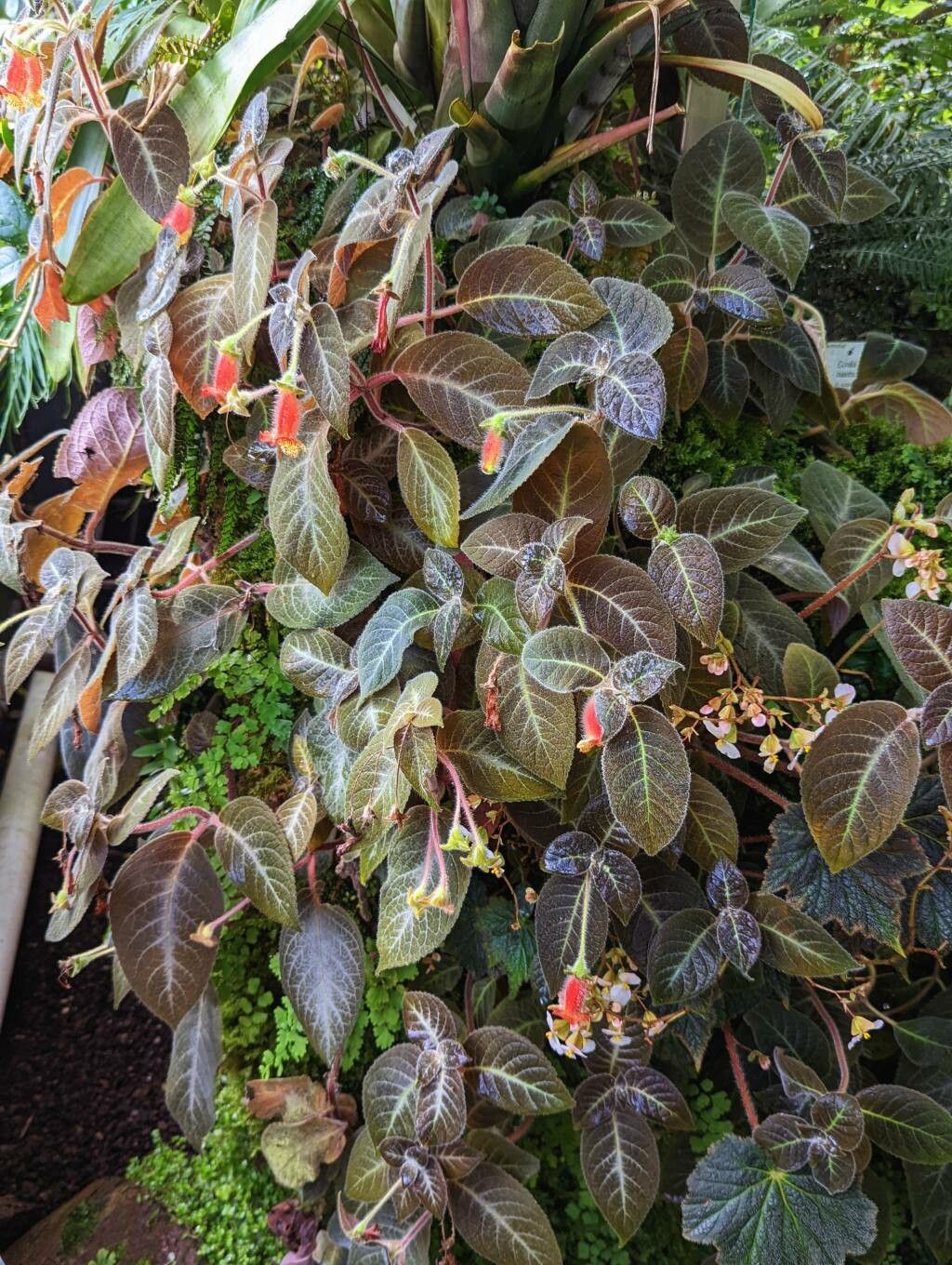 Kohleria amabilis habit