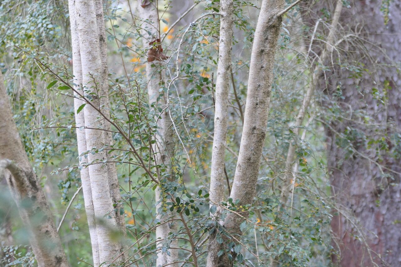 Azara microphylla bark