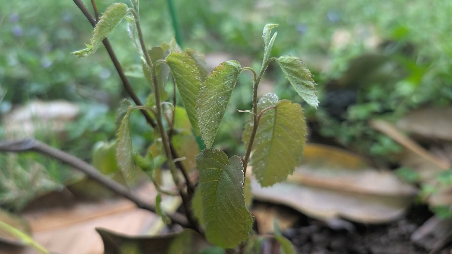 Amelanchier humilis leaf