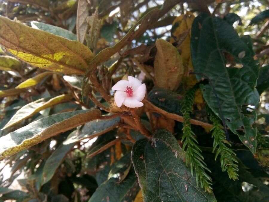 Dombeya ferruginea flower