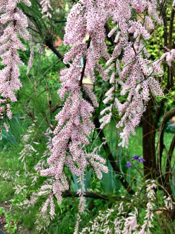 Tamarix parviflora flower