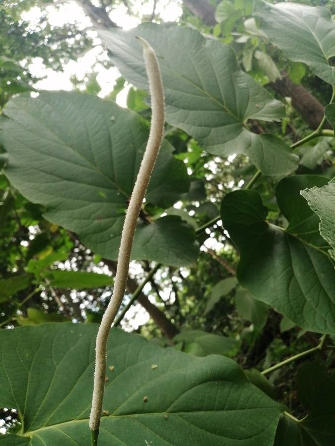Piper auritum flower