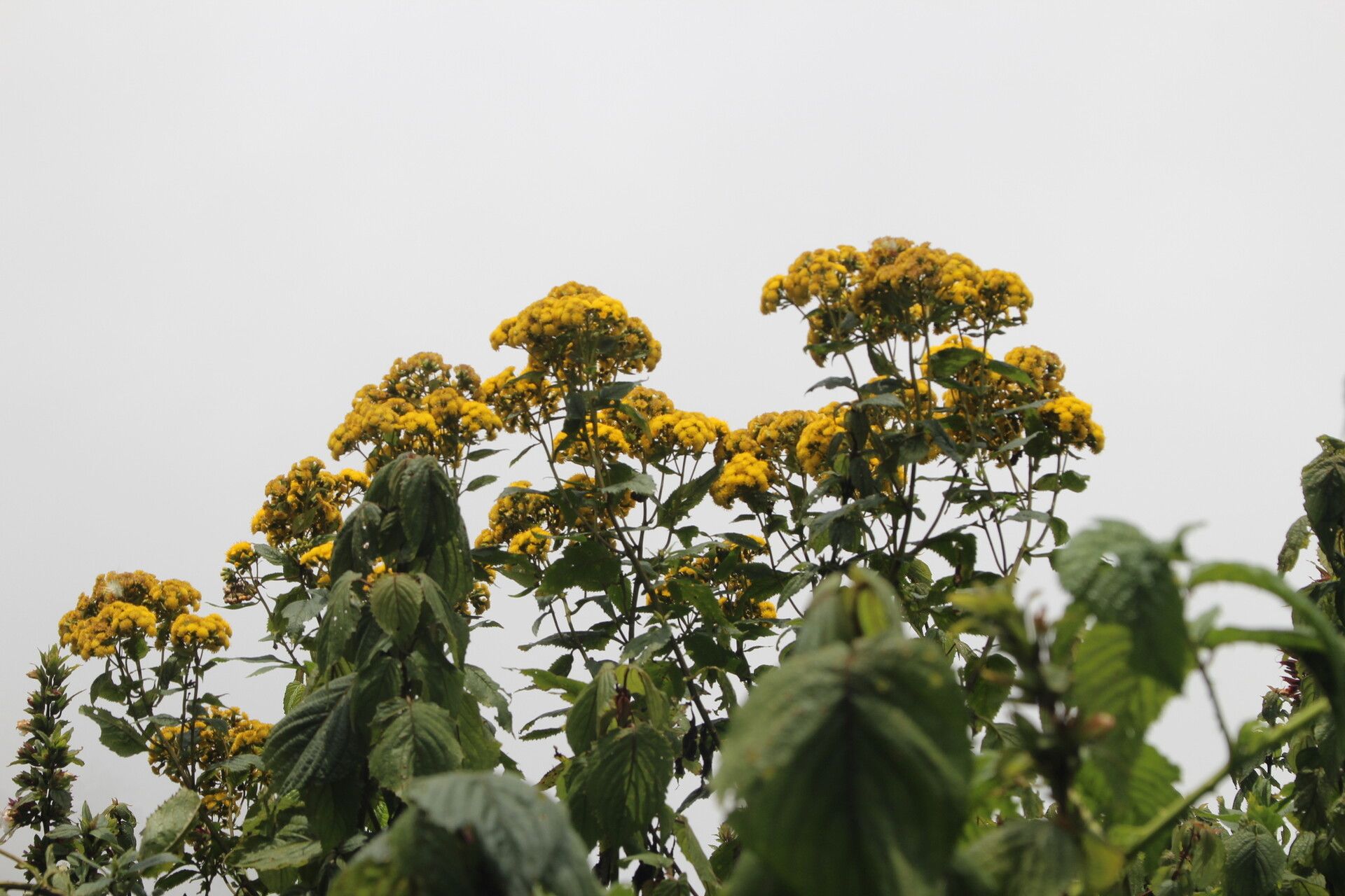 Nidorella vernonioides habit