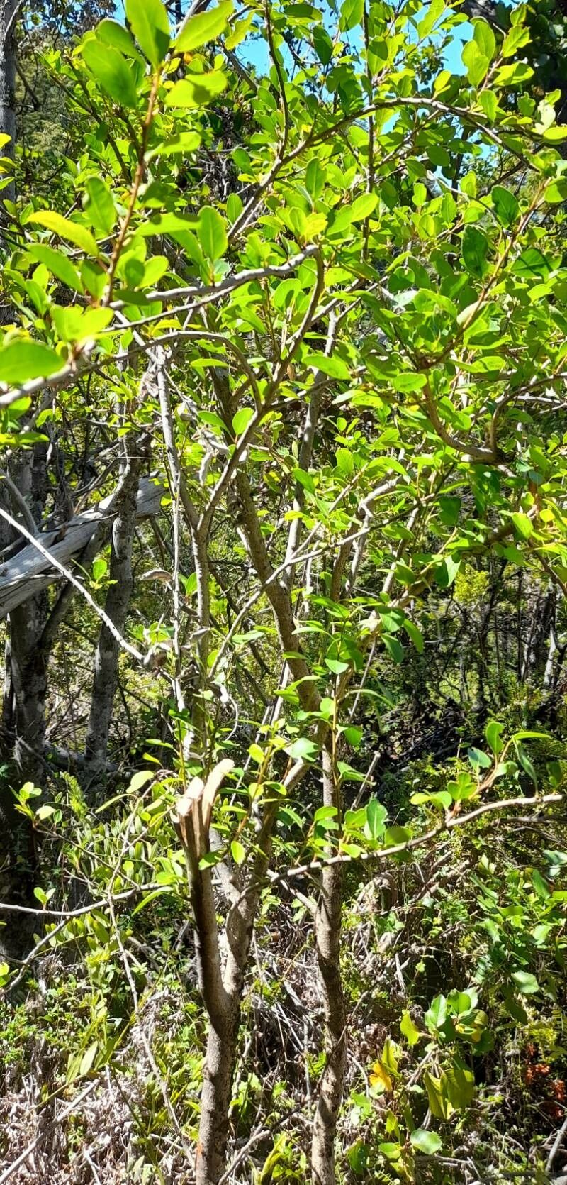 Schinus patagonica habit