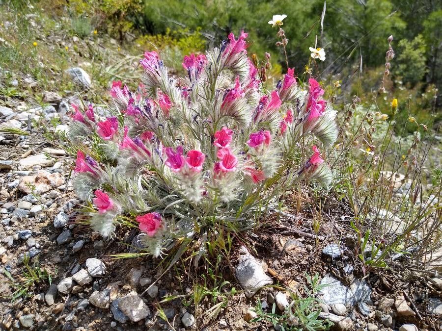 Echium albicans flower