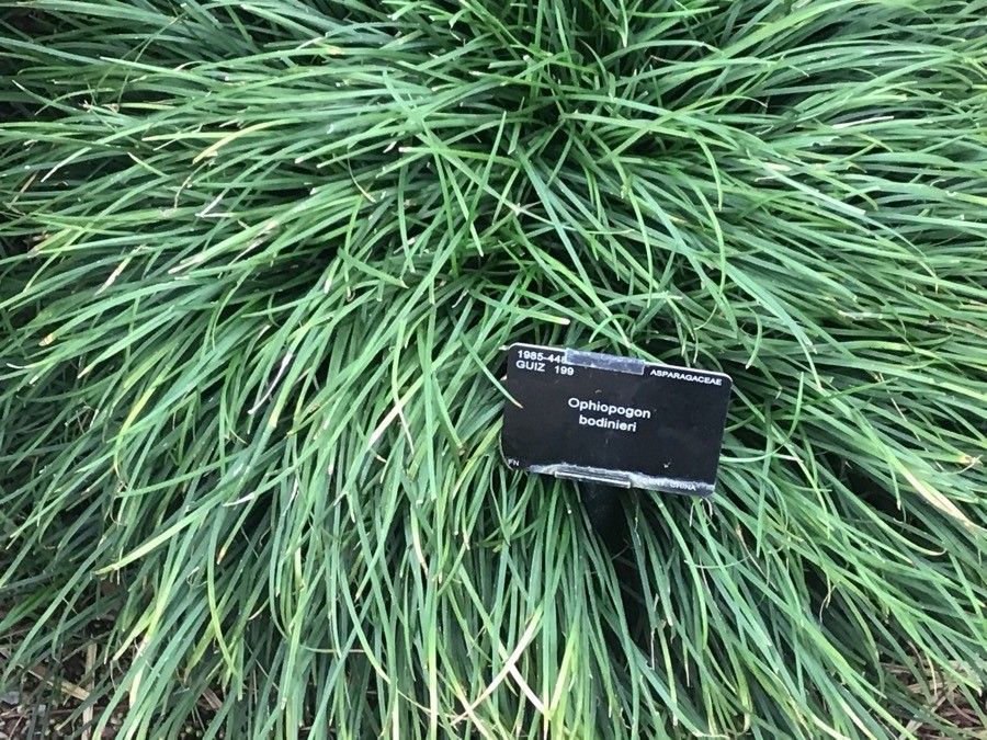 Ophiopogon bodinieri — related species from the same genus