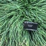 Ophiopogon bodinieri