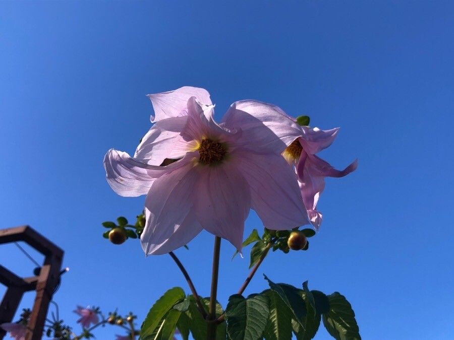 Dahlia imperialis flower