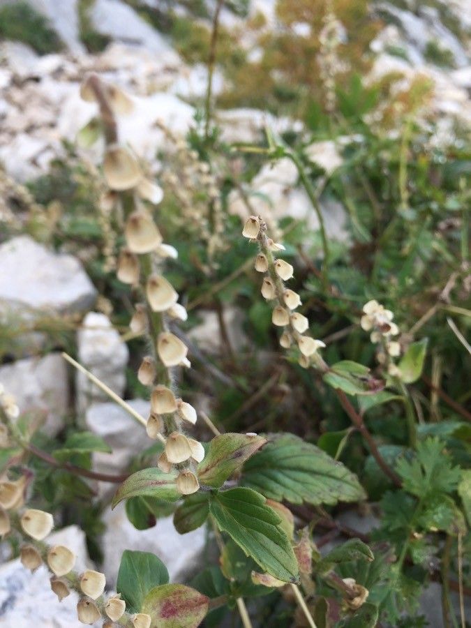 Scutellaria alpina fruit