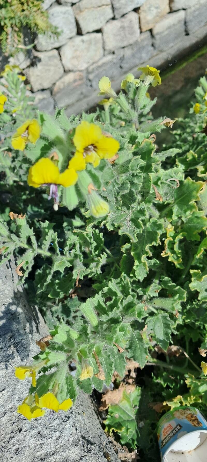 Hyoscyamus aureus leaf