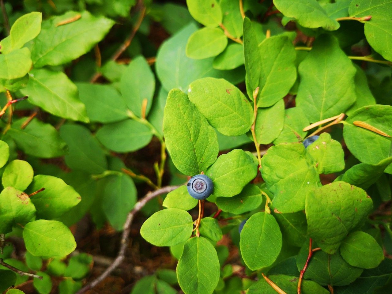 Vaccinium ovalifolium habit