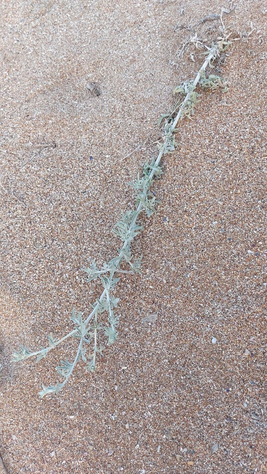 Centaurea kilaea habit