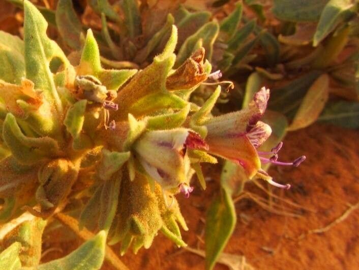 Hyoscyamus muticus flower