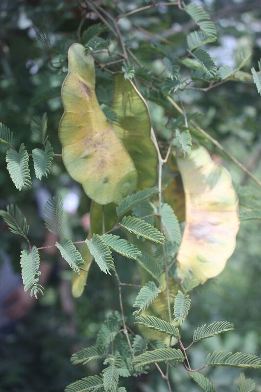 Entada wahlbergii — search result for 'Entada'