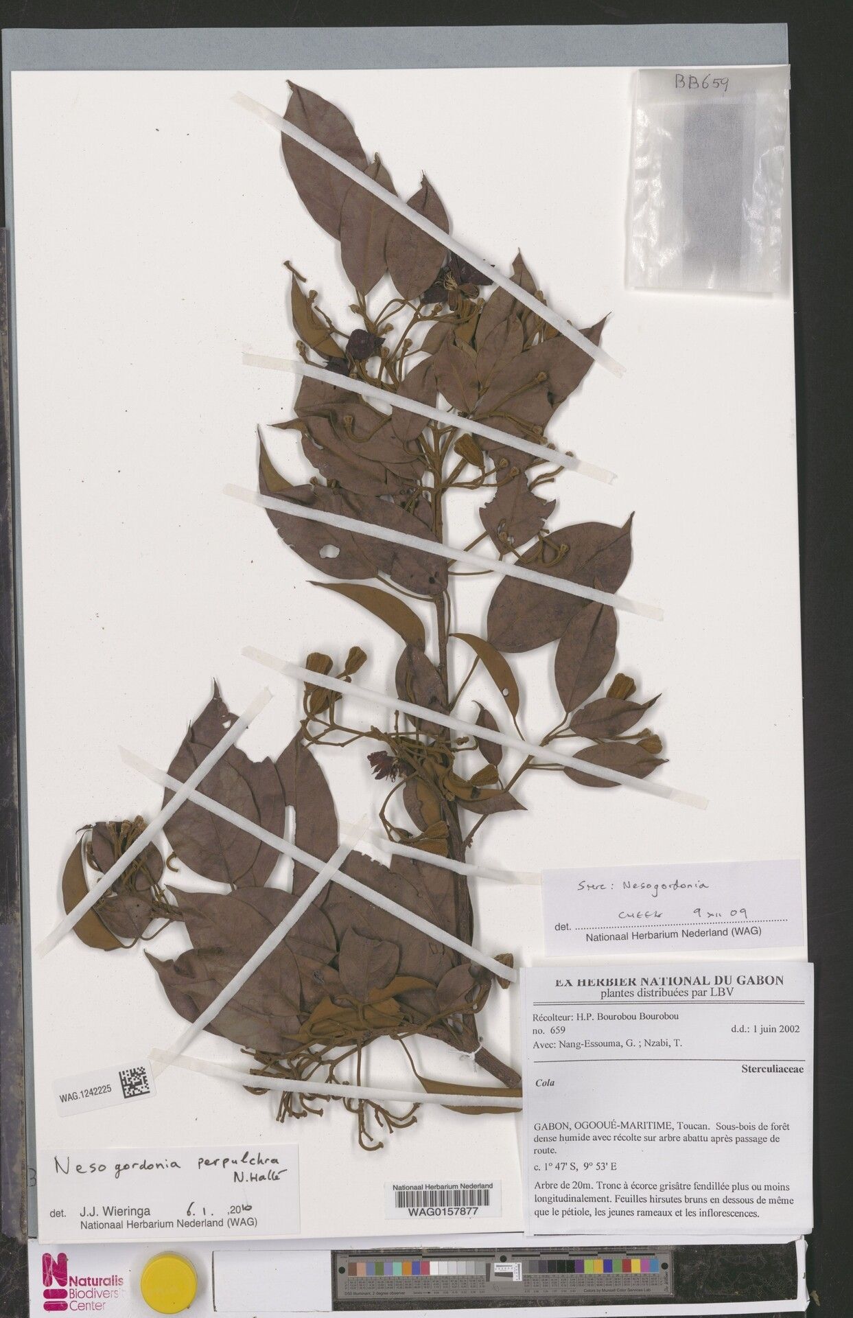 Nesogordonia perpulchra — houseplant care guide