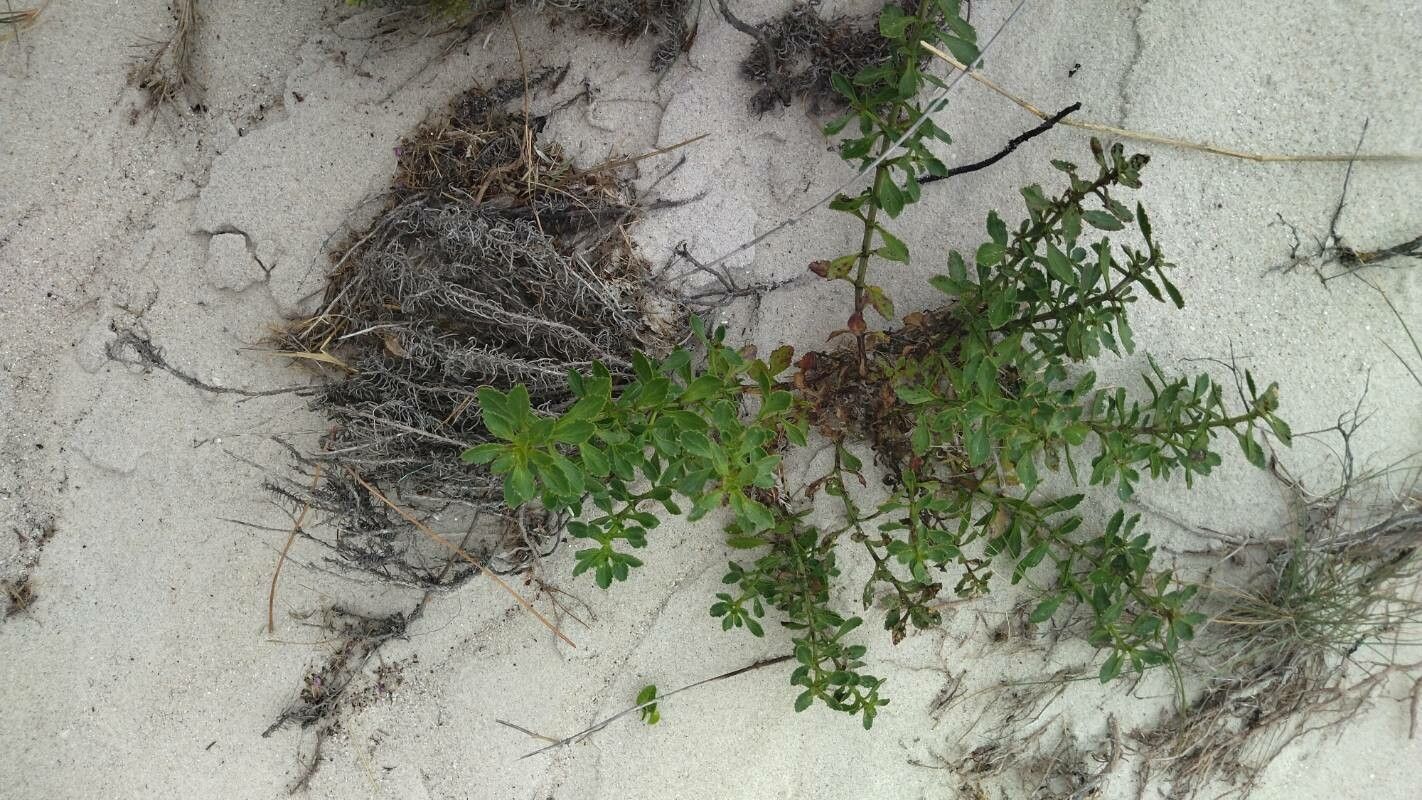 Scrophularia frutescens habit