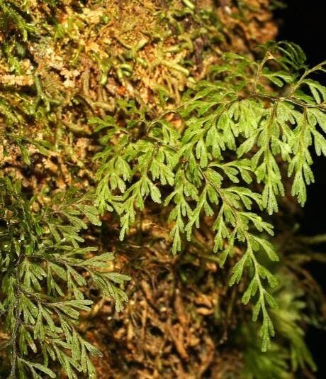 Hymenophyllum bivalve leaf