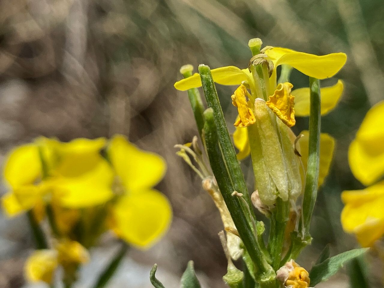 Erysimum duriaei fruit