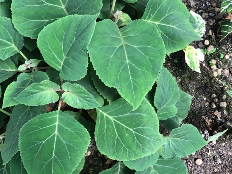 Bartlettina sordida — search result for 'Eupatorium'