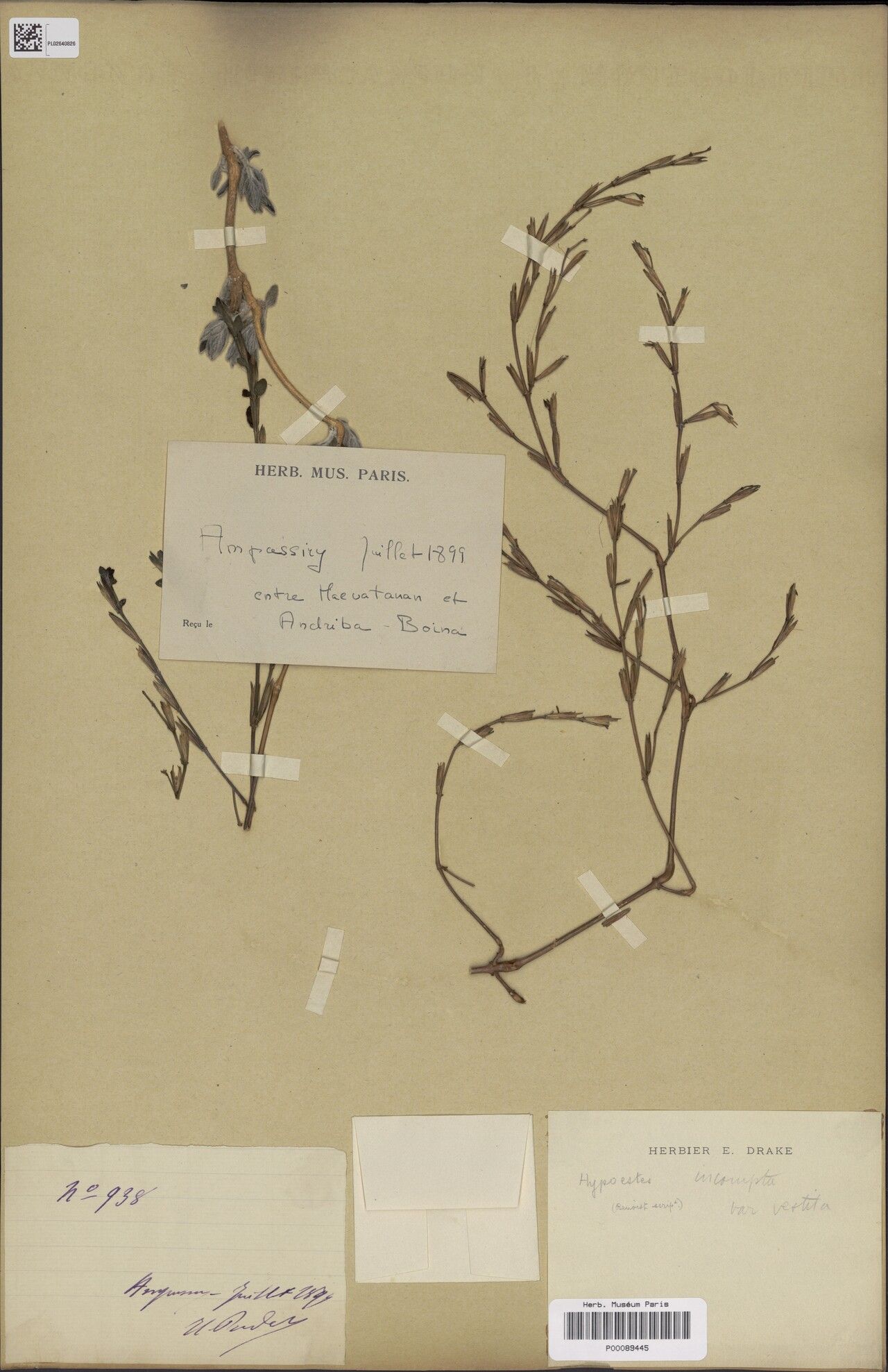 Hypoestes incompta — houseplant care guide