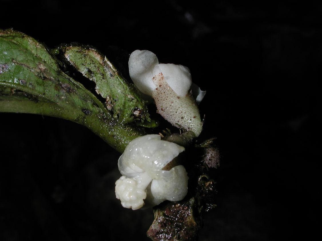 Quararibea pumila fruit