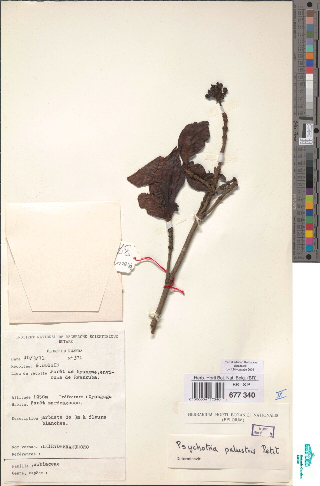 Psychotria palustris — houseplant care guide