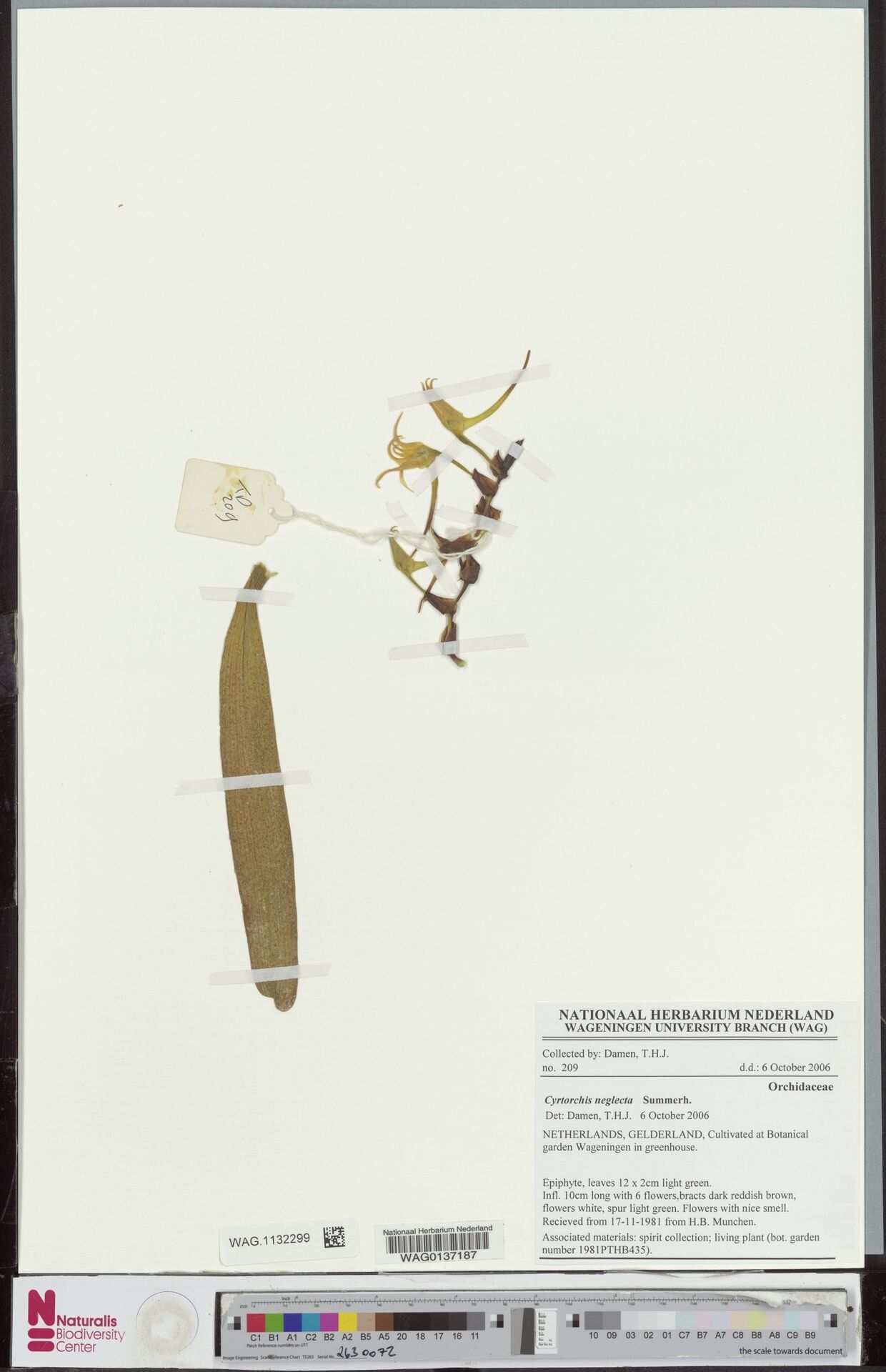 Cyrtorchis neglecta — houseplant care guide