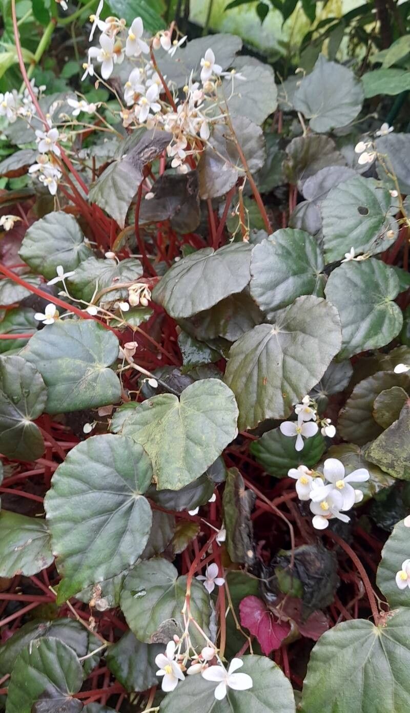 Begonia nigritarum habit