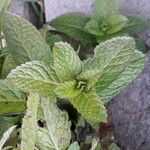 Mentha spicata