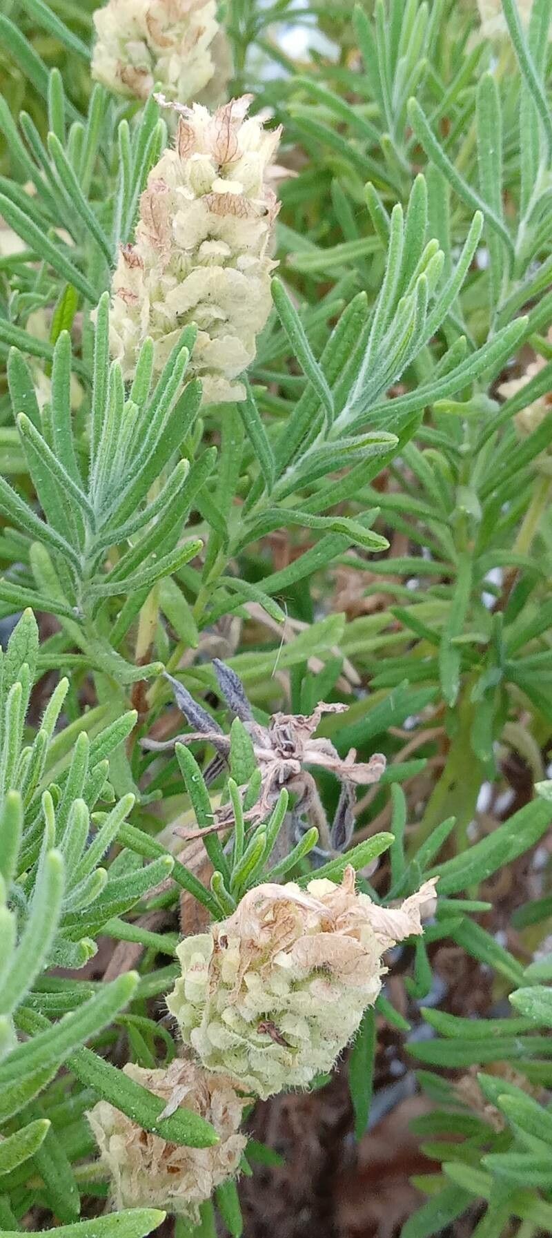 Lavandula viridis leaf