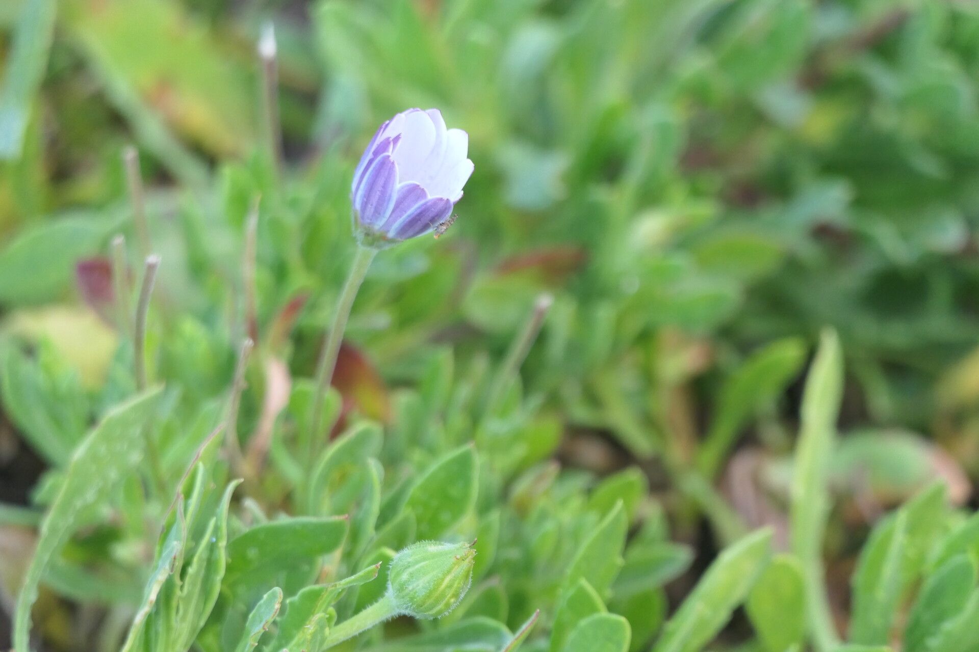Dimorphotheca cuneata flower