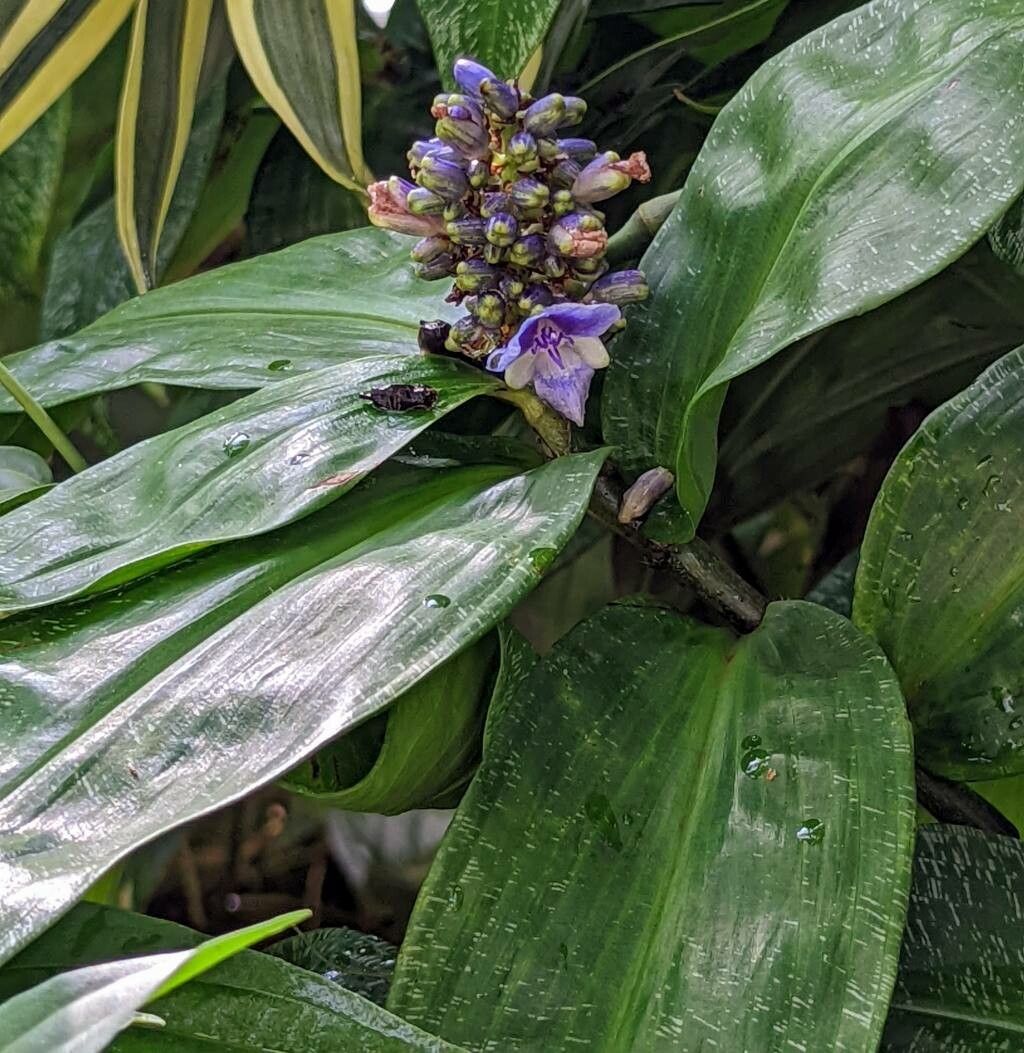Dichorisandra mosaica leaf