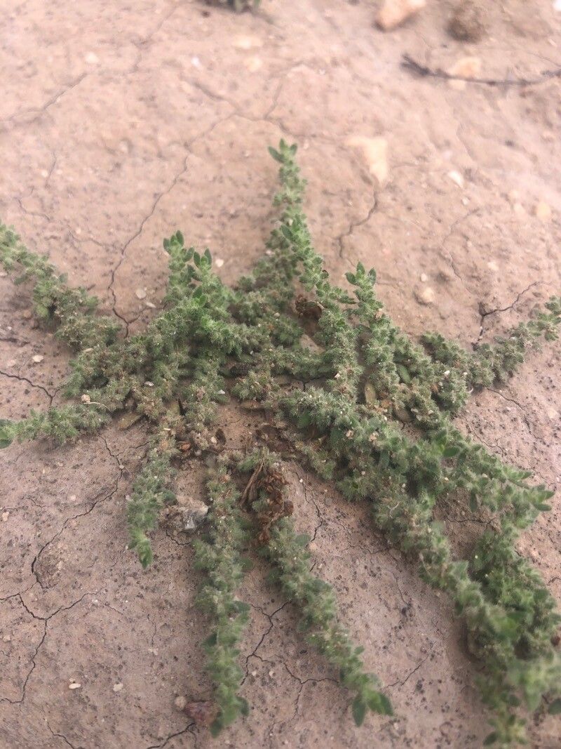 Herniaria cinerea — related species from the same genus