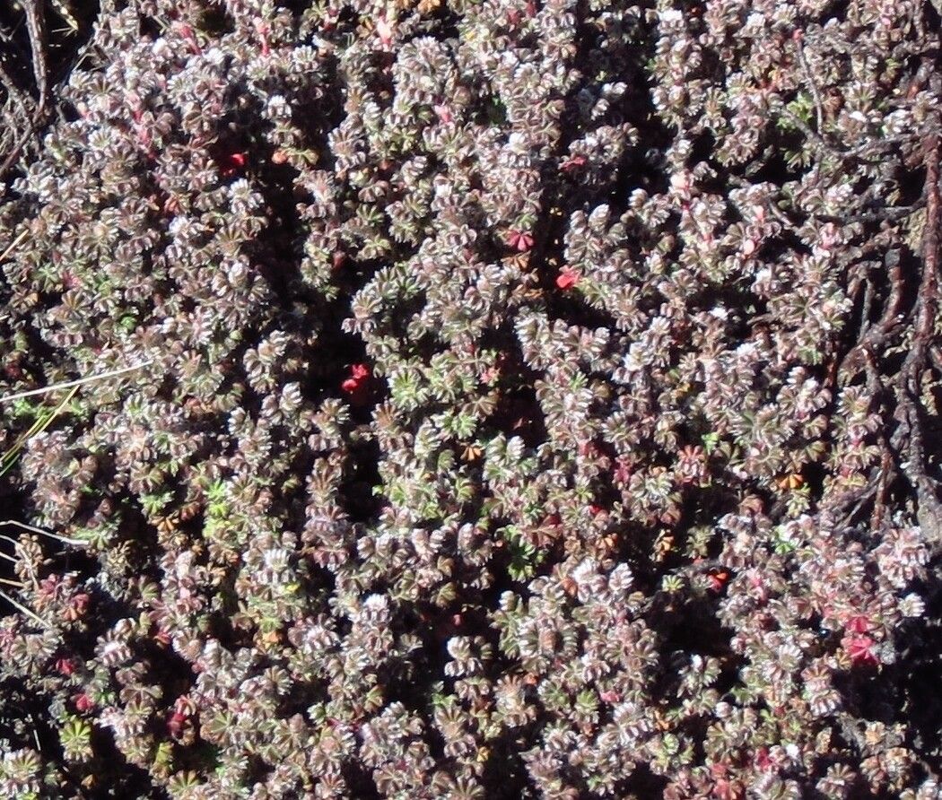 Alchemilla johnstonii habit